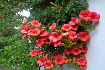 RED TRUMPET VINE TROPIC CLIMBING PERENNIAL! 50 SEEDS Campsis radicans RED TRUMPET VINE TROPIC CLIMBING PERENNIAL! 50 SEEDS Campsis radicans