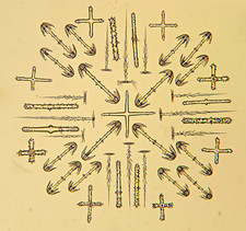  on The Hot Collector