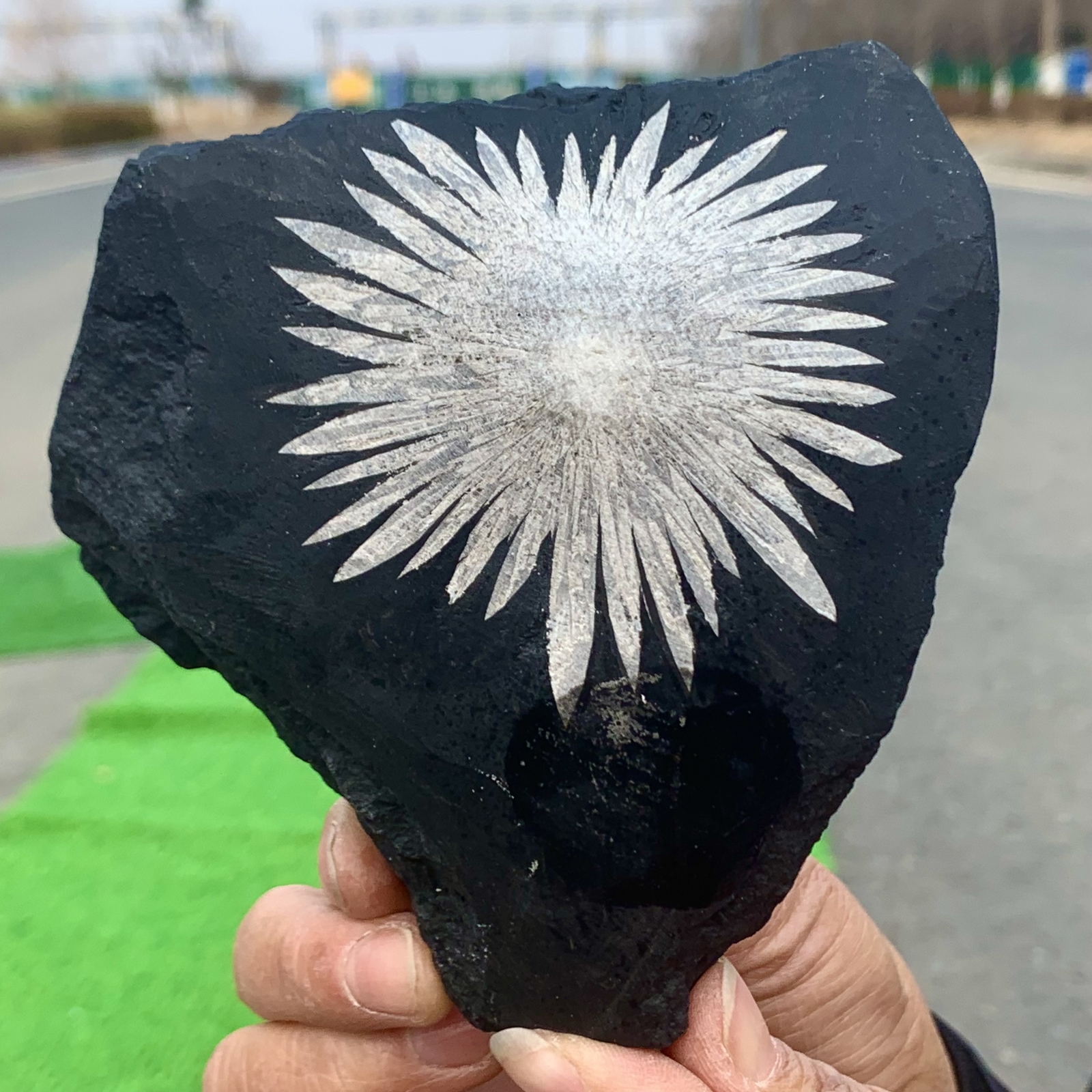 1.41LB Natural Chrysanthemum Stone Quartz Carved Halo Healing Crystal Gift