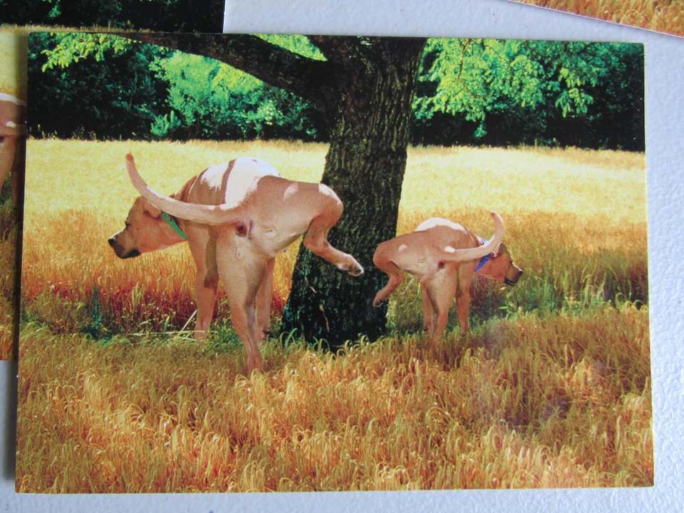 Lot of 10 Dogs Peeing + Hero Hat Dad Father's Day Card Greeting Avanti Press USA - Image 4 of 4