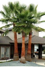10 Mexican Fan Palm Tree Seeds (Washingtonia robusta) Tropical Exotic Cold Hardy