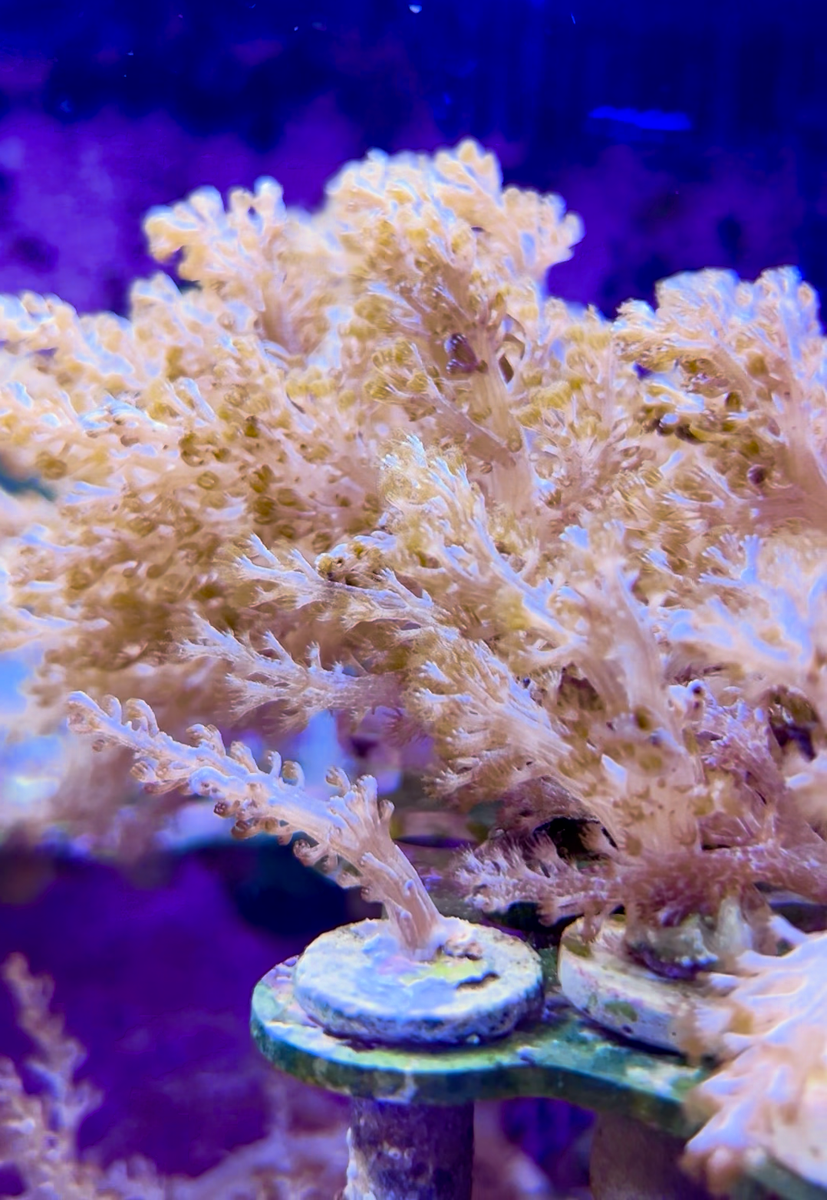 Live Saltwater Aquaculture Coral. Pink Spaghetti Leather Coral by
