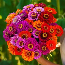 Zinnia Purple Dream Mix 40" Butterflies 100 Seeds Non-GMO Zinnia Elegans