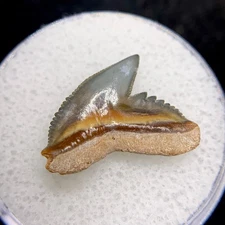 Stunning UNIQUE BV Tiger Fossil Shark Tooth Gem Hemi Meg Snaggletooth