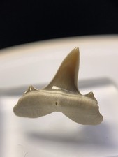 Glossy! Kazakhstan Mackerel Fossil Shark Tooth Shark Teeth Gem