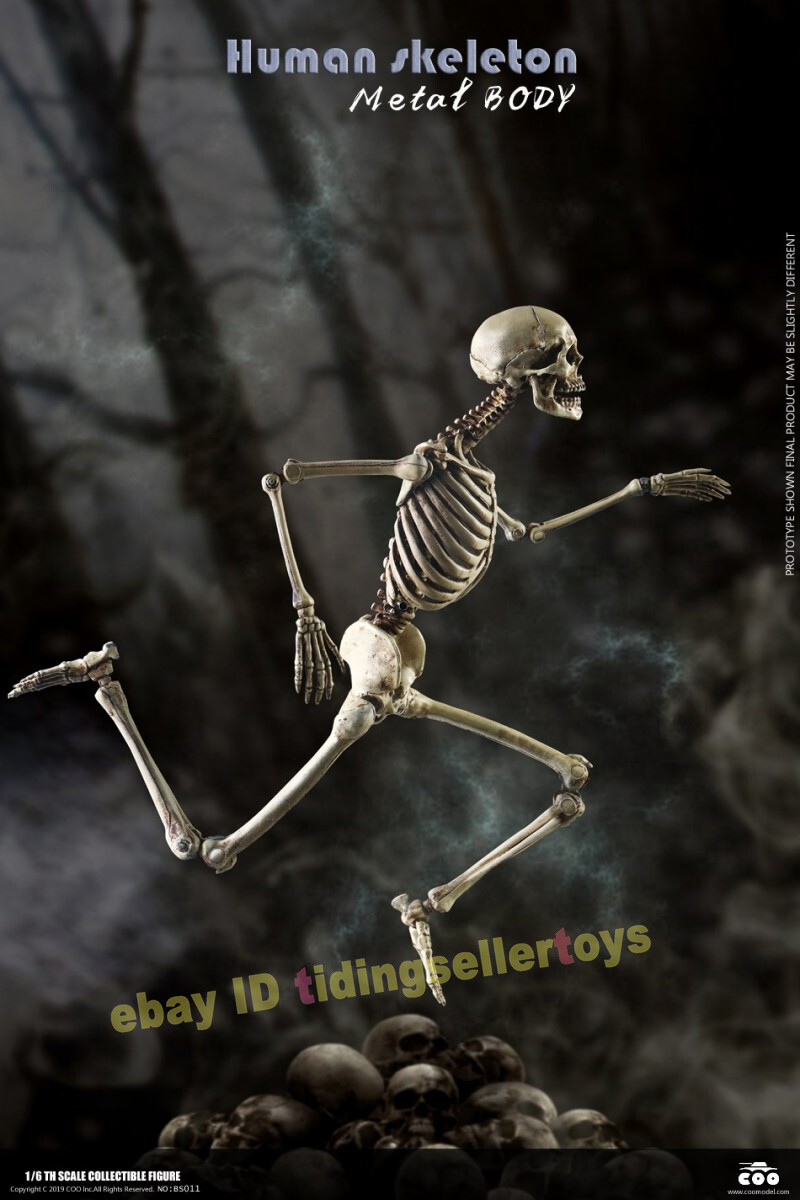 COOMODEL Skull THE HUMAN SKELETON DIECAST ALLOY 1/6 Action Figures