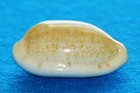 Cypraea sp.- some kind of hybrid