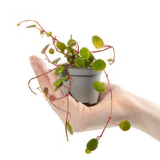 Baby String of Coins Plant Peperomia Pepperspot Indoor Gift Houseplant in Pot