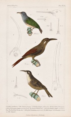 Waldbaumläufer treecreeper sunbird Vogel Vögel birds Lithographie Cuvier 1835
