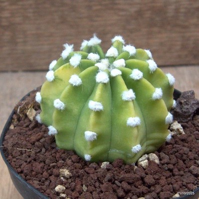 D7060 ECHINOPSIS SUBDENUDATA VARIEGATED pot12-H6-W8 cm MaMa Cactus
