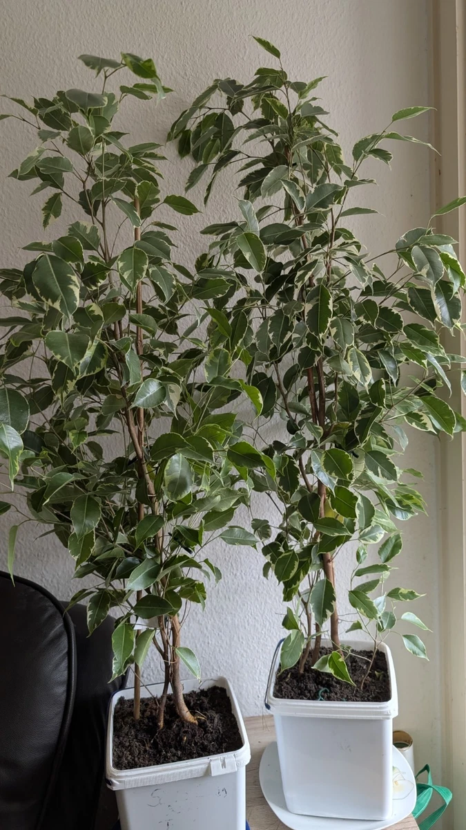 Benjamin Pflanze in Gewurzelte Zimmerpflanzen online kaufen | eBay.de