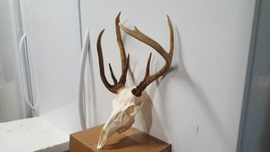 Double Main Beam WHITETAIL DEER RACK FULL SKULL mule elk shed antlers taxidermy