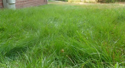 Semi Di Erba Emerald Zoysia (Zoysia Emerald) - 1/8 Lb - Foto 9