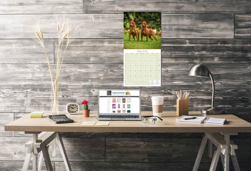 Schipperke Dog Breed Calendar 2026 – Full Size 12×24 – Made In USA – MegaCalendars