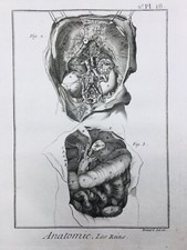Anatomia Del 1779 Nefrologia Reni Rara Incisione Medicina Enciclopedia Diderot