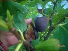 Fig tree cuttings, Italian 258, most delicious large fruits, 5 pieces !