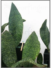 Sansevieria Masoniana — Masons Congo Paddle : Leaf+Roots Robust Healthy Plant