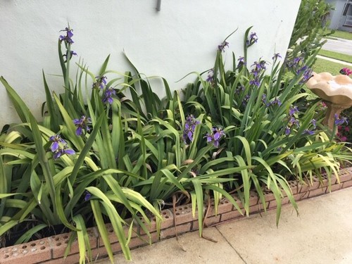 Live Roota Blue Walking Iris Plant flower Bulbs w/ 2 leaves - Picture 4 of 4
