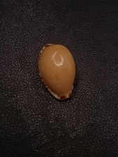 Notocypraea comptonii Sea shell. 25mm Cowrie Collector Australian #15948