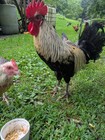 3 McRae Grey Cross Game Fowl Hatching Eggs Proven In All Categories Of Show