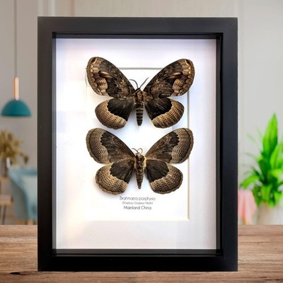 Gerahmtes Porphyr Kaiser Motte Set, 8x10 Taxidermie Wanddeko