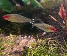 Rummy Nose Tetra  1