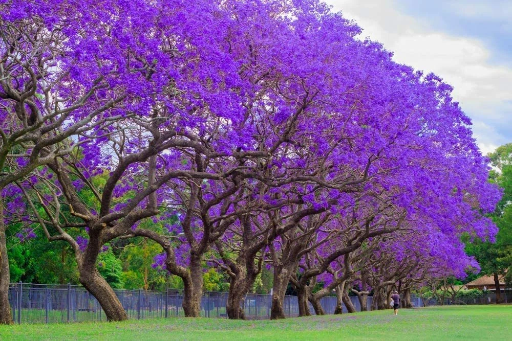 Jacaranda Australian Bush Flower Best Flower Site