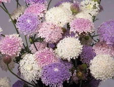 Didiscus mix 25 seed