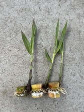 3 pcs Spouted Sugarcane Cutting Sweet Tropical Live Plant Ready To Plant