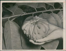 1951 Annona Hybrid Atemoya Cress Sugar Apple Cherimoya 6X8 Vintage Press Photo
