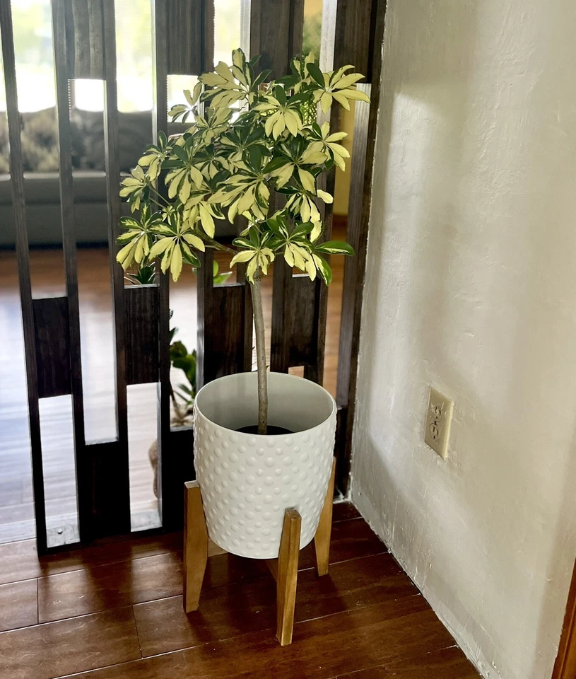 Trinette Variegated Schefflera Live Plants~Arboricola~Umbrella Topiary Plant - Image 3 of 4