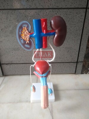 Male Urogenital System model PVC Plastic Best Quality Free Shipping World Wide