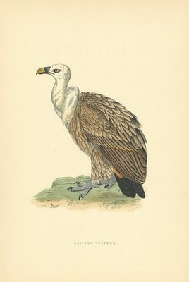 Gänsegeier. Morris's British Birds. Antiker Farbdruck 1903 alt