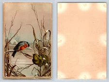 Winter Birds Antique Postcard / Album Card Continental