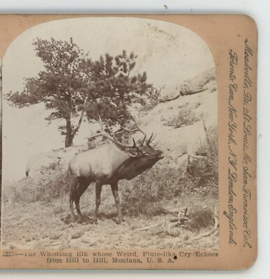 Whistling Elk Flute-like Cry Echoes MT Montana Keystone Stereoview