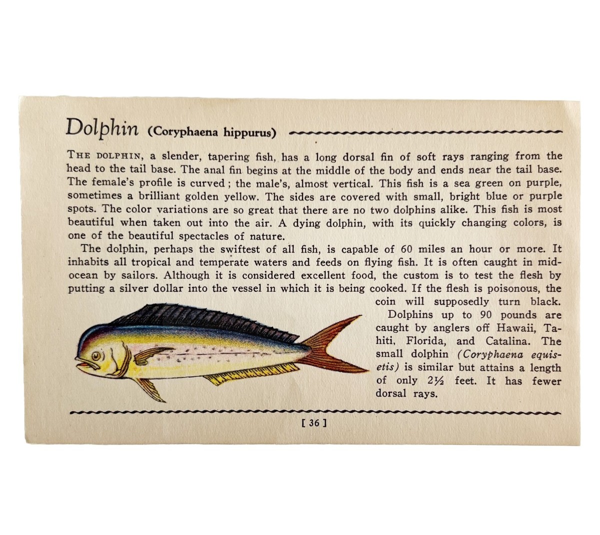 Dolphin Fish 1939 Salt Water Fish Gordon Ertz Color Plate Print