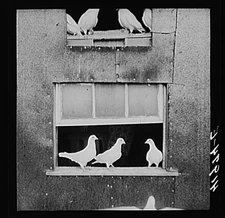 Edward J. Warner Farm,North Haven,Connecticut,CT,Farm Security Admin,FSA,8