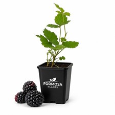 Arapaho BlackBerry - 1 Live Plant in a 2 Inch