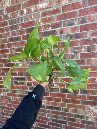 Hawaiian Giant Golden Pothos Cutting – Live Variegated Vine, Fast Growing, Trailing Plant, USDA Zone 9