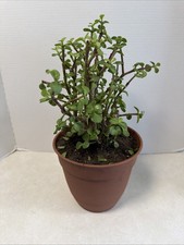 Portulaca Prostrata African Jade Bush In a 5 Plastic Flower Pot.