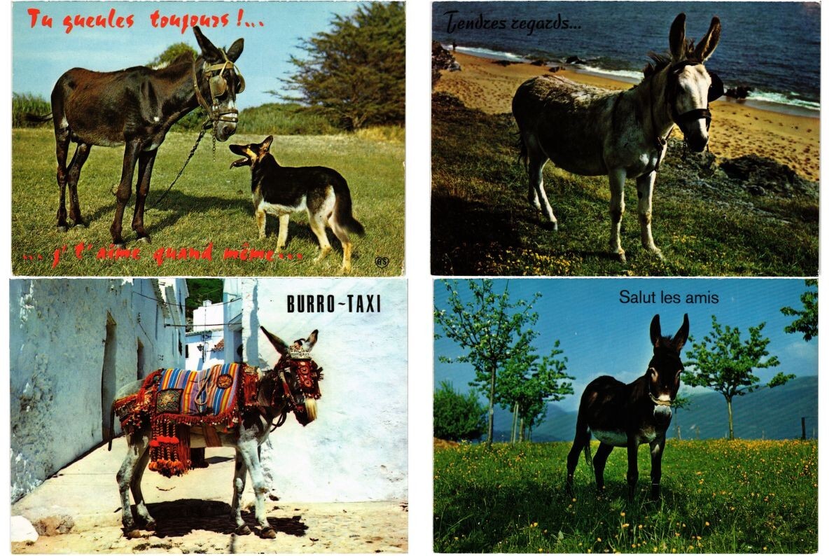 DONKEY, DONKEYS, ANIMALS 170 Modern Postcards mostly pre-1990