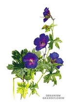 Geranium Grandiflorum H.G. Moon Poster Print
