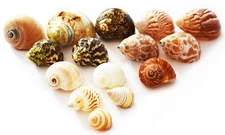 15 Hermit Crab Shells Assorted Natural Seashells SMALL to Medium Beautiful Set
