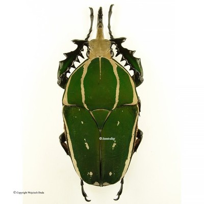 Mecynorrhina torquata poggei, Big 84mm, beautiful