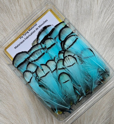 Lady Amherst Feathers.  Fly Tying Feather.  Color; Turquoise.. Grade ''A''