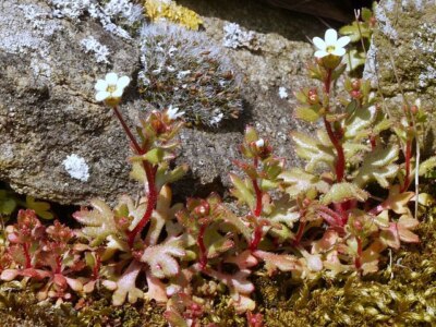 Photo 6x4 Rue-leaved Saxifrage (Saxifraga tridactylites) growing on ...