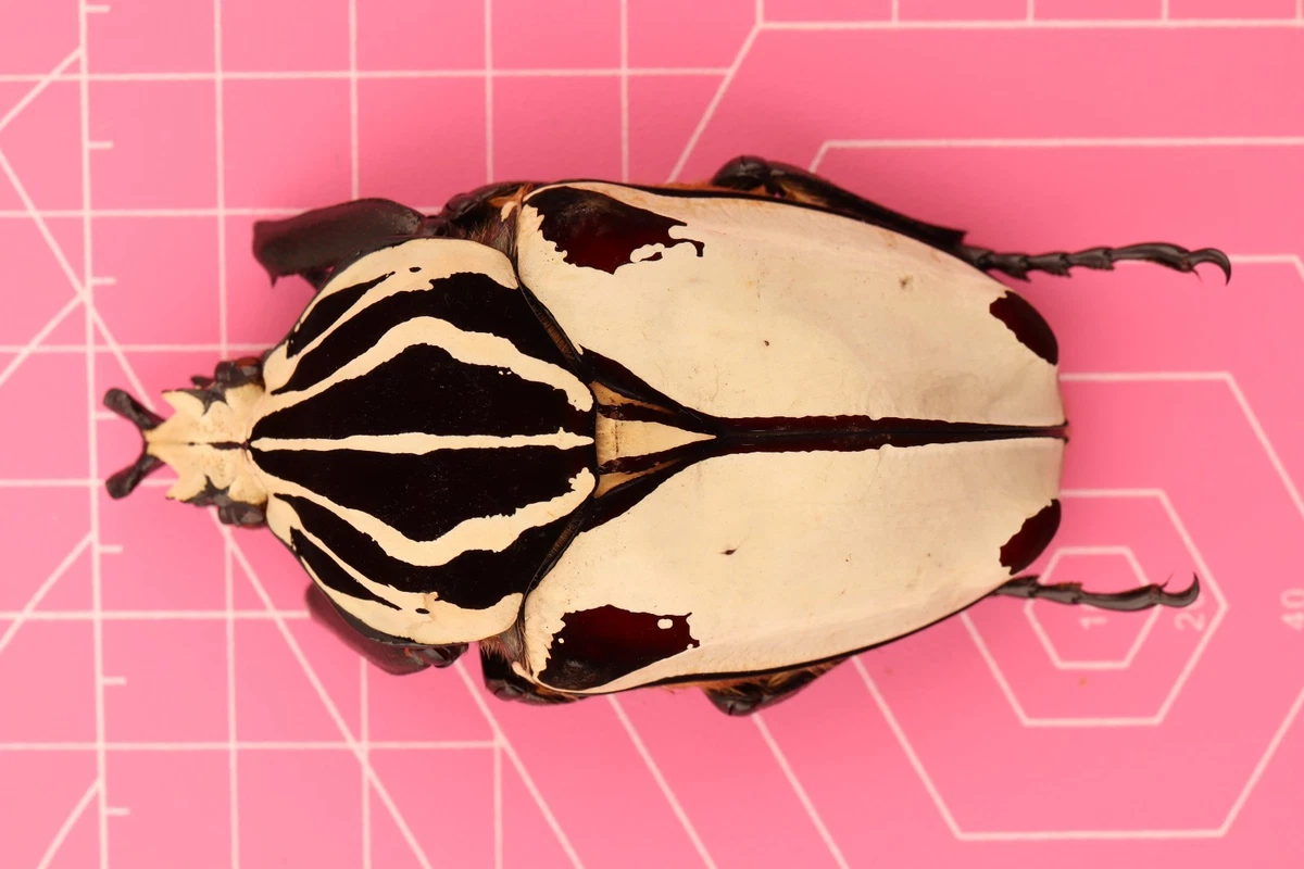 Goliathus Beetle for sale | eBay