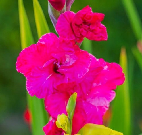 (3) Plum Tart Gladiolus Bulbs | eBay
