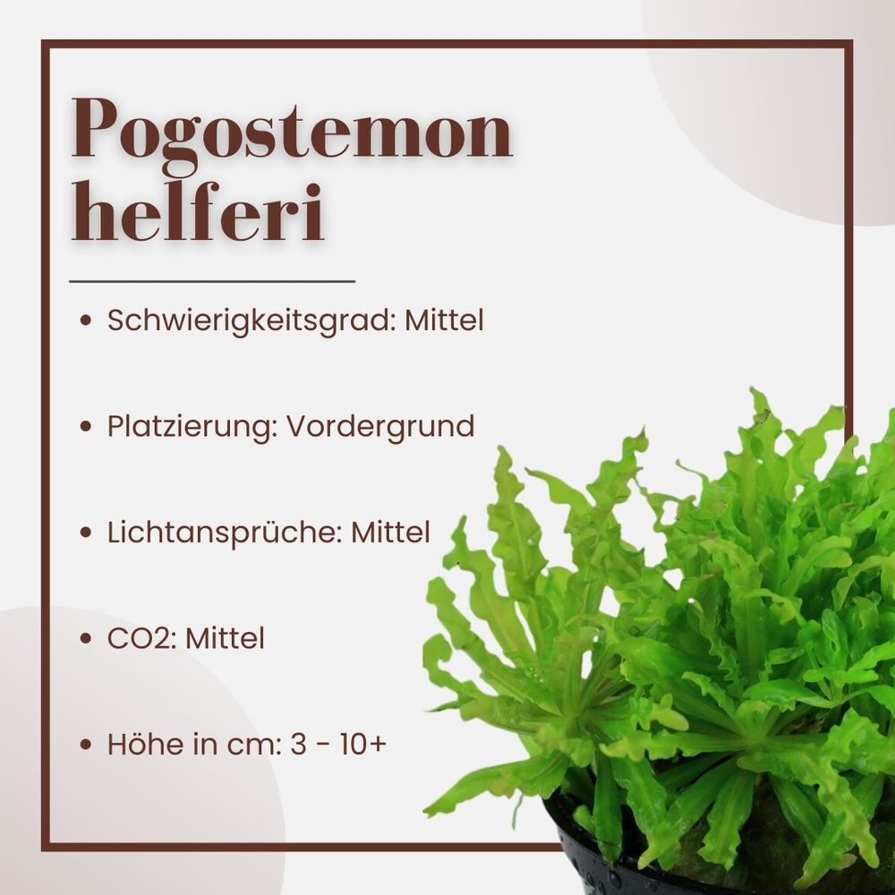 Set di 3 piante Pogostemon Helferi per acquario foto 3