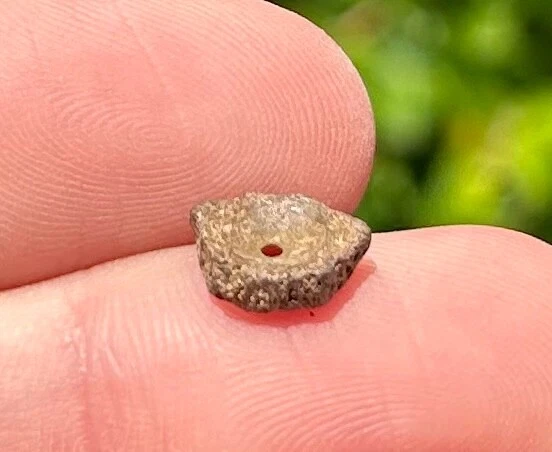 Dinosaur Age Fossil Vertebrae Hell Creek Formation Reptile Amphibian Fish - Image 2 of 4